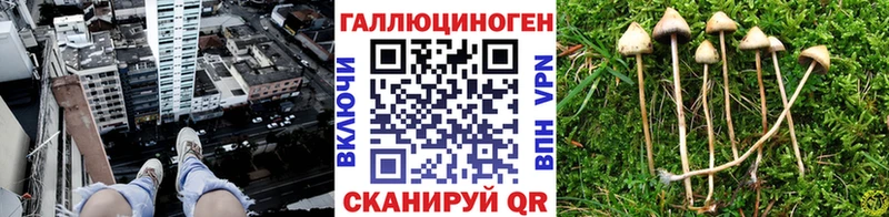 omg   Лебедянь  Псилоцибиновые грибы Psilocybine cubensis  где купить  