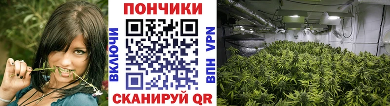 Канабис гибрид Лебедянь